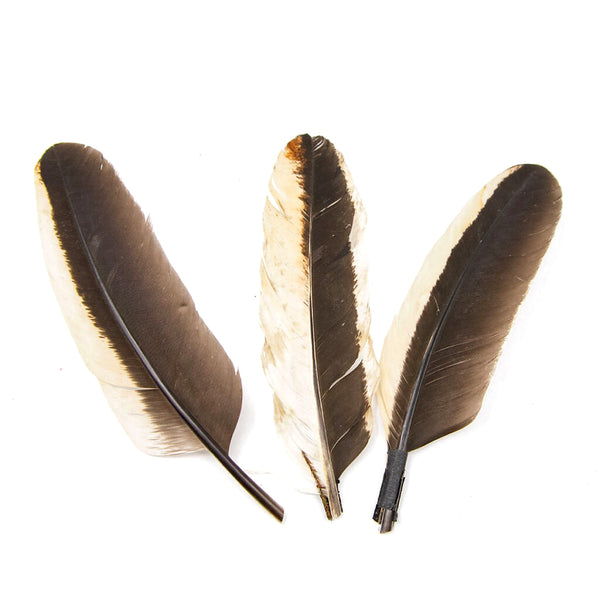 Rooster Feather White And Black