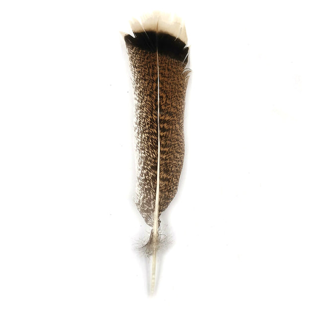 Turkey Feather