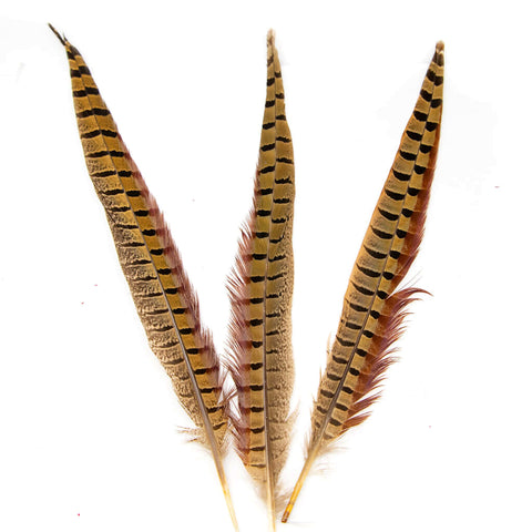 Pluma Cola de Faisán
