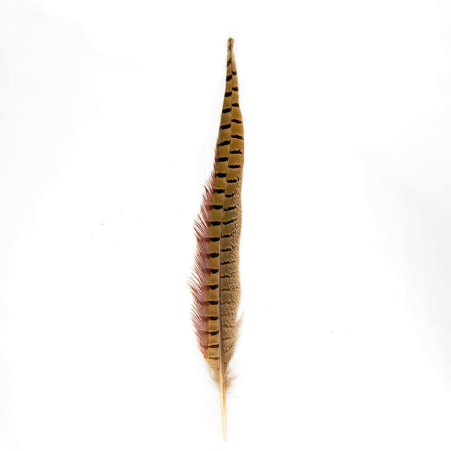 Pluma Cola de Faisán