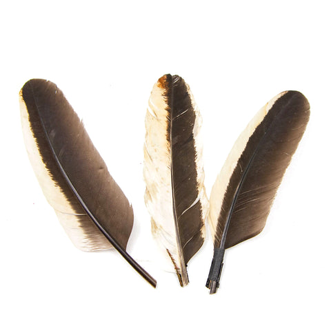 Pluma de Gallo Blanco Y Negro