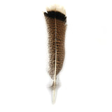 Pluma de Pavo