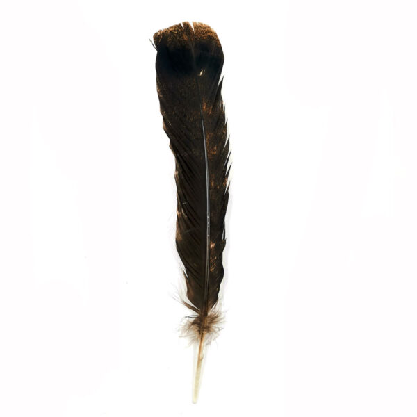 pluma de pavo para sombrero